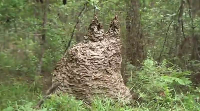 Video: Riling a Giant Yellow Jacket Nest