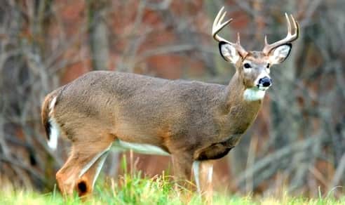First Case of CWD Found in Pennsylvania Since 2012
