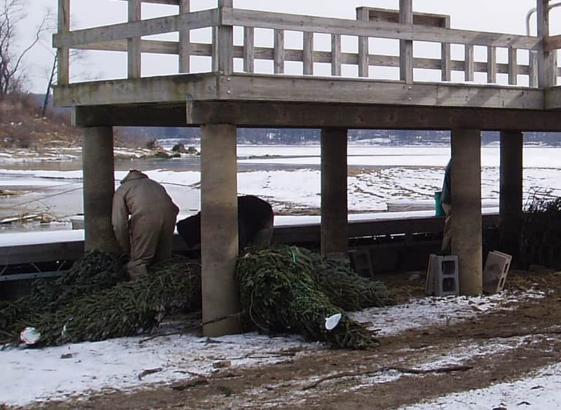 Christmas Trees Recycled for Fish Habitats