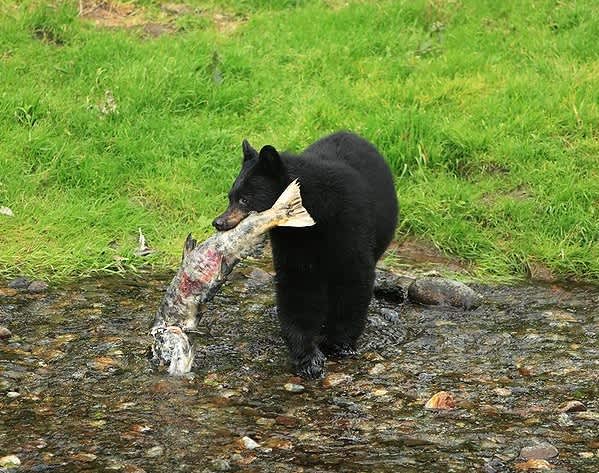 California’s Bear Harvest Drops Significantly Following Hound Ban