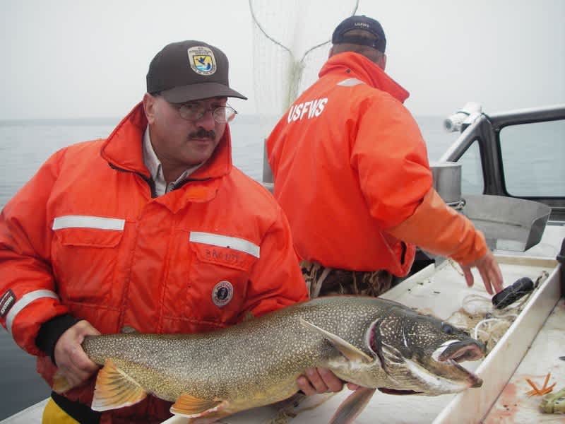 Lake Trout Make Comeback in the Great Lakes