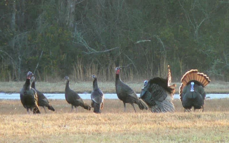 Conservationists Work to Restore Eastern Wild Turkeys in Texas