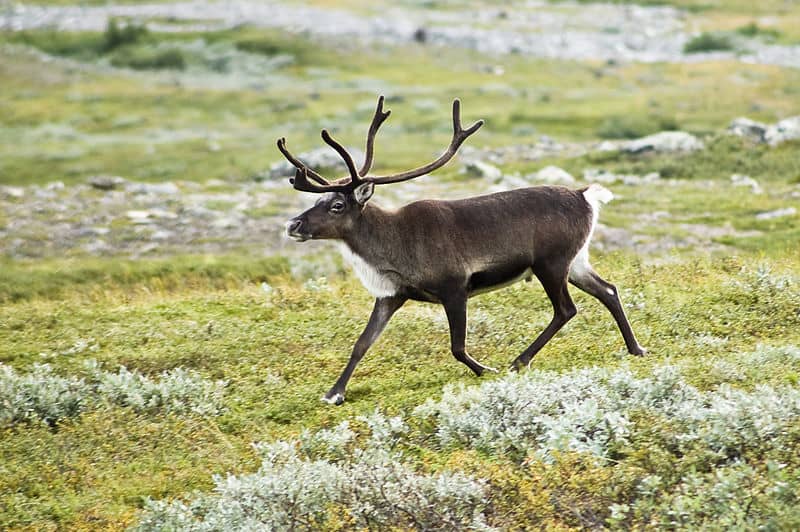 Norwegian Officials Mount Reflective Devices on 10,000 Reindeer
