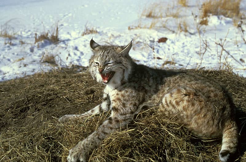 Illinois Lawmakers Propose Bobcat Hunting Season