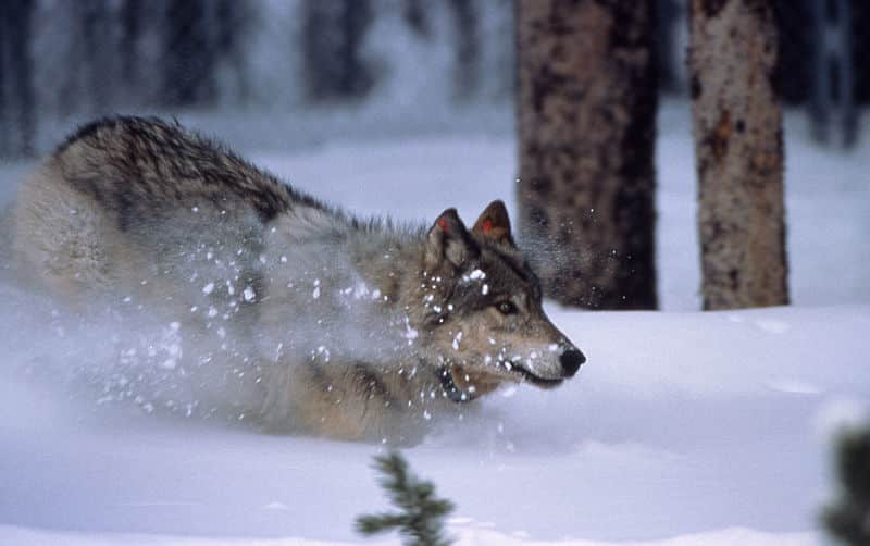 Michigan Officials Say 77 Percent of Harvested Wolves Were “Problem Wolves”