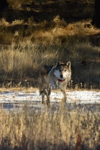 Arizona-New Mexico Mexican Wolf Population Grows in 2013