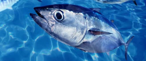 KeepAmericaFishing Asks for Your Help to Stop Unnecessary Bluefin Tuna Mortality