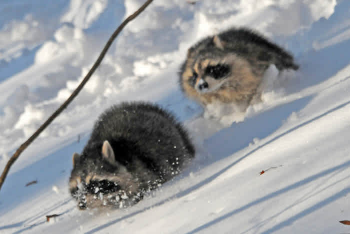 Winter Fun: Running and Gunning Wisconsin Raccoons