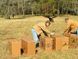 The NWTF and Texas Parks & Wildlife Bring More Turkeys to East Texas