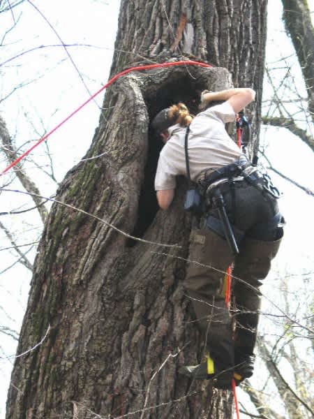 Researchers Find Black Bear Den 15 Feet Up in Tree