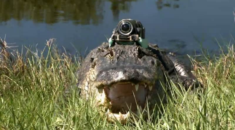 Crittercam Offers Look into the Hunting Habits of Alligators