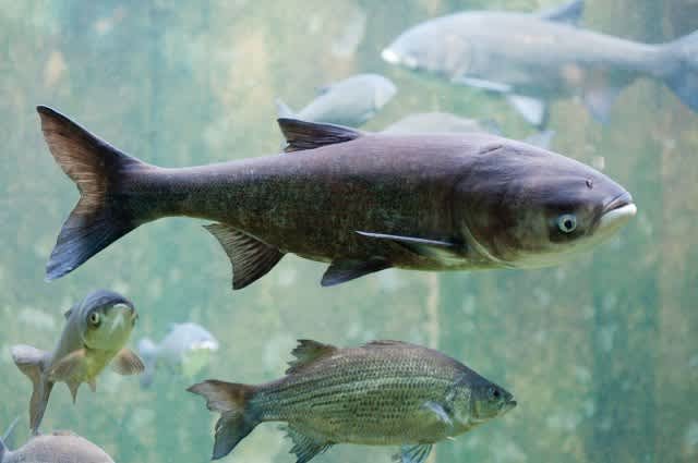 Asian Carp Report: Cost to Protect Great Lakes as High as $18 Billion
