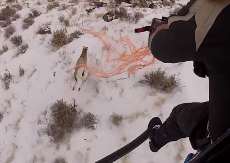 Video: Bighorn Net-gunned from Helicopter