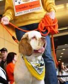 National Pheasant Fest & Quail Classic Hosts Bird Dog Parade in Wisconsin this February