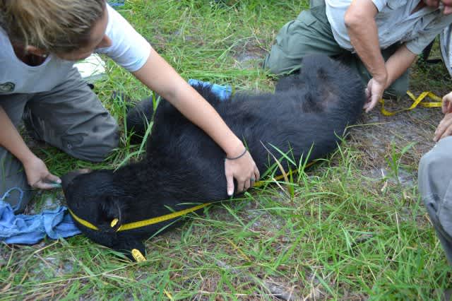 Florida Black Bears Surprisingly Active This Winter