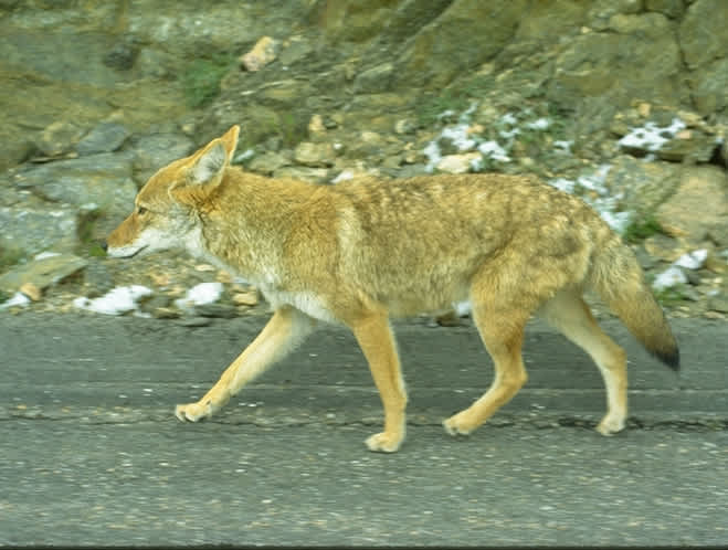 Ongoing Study in Colorado Town Asks Residents to Haze Coyotes