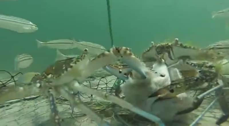 Video: Crabs Battle over Fish Bait