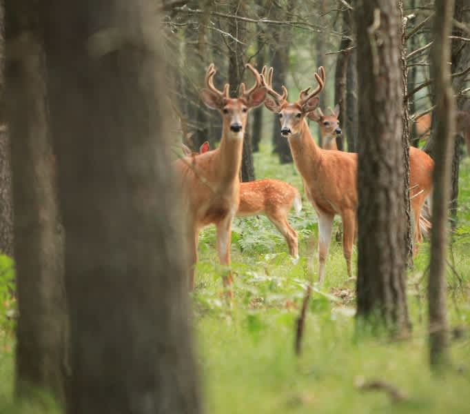 Virginia Sunday Hunting Bill is Source of Optimism for Hunters