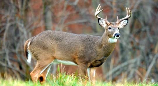 Pennsylvanians Ask for More Deer Hunting Opportunities