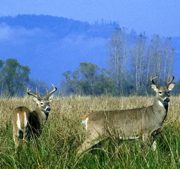 Arkansas Approaches Record Deer Harvest