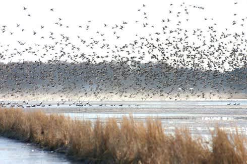Avian Cholera Affects California Waterfowl, Creates a Smelly Predicament