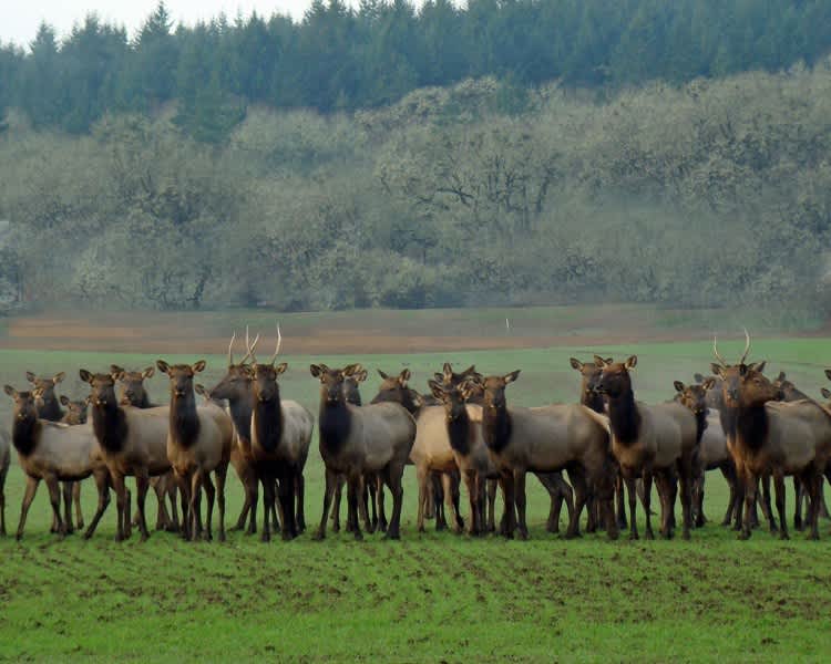 Wildfire and Wolves Cause Elk Woes in Southern Idaho