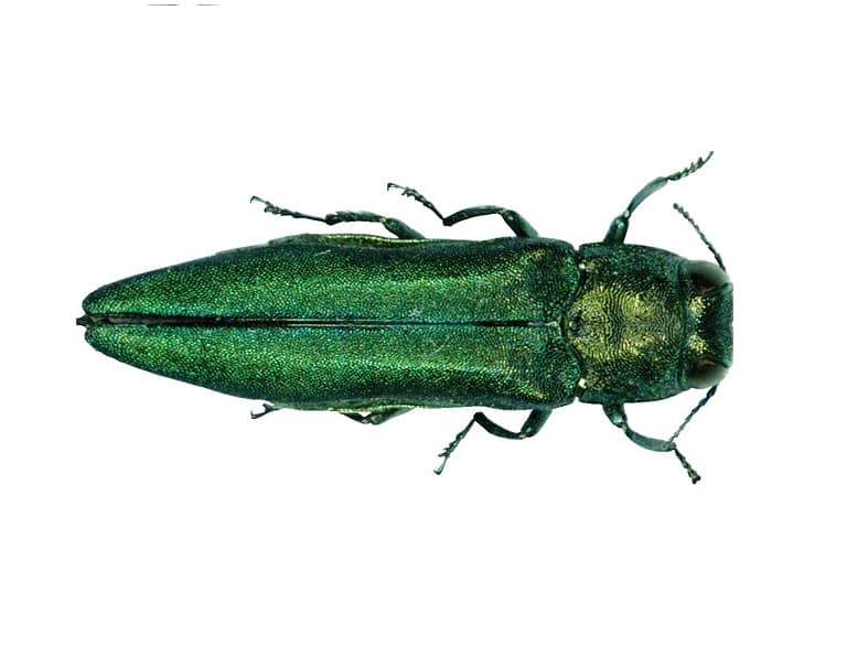 Freezing Weather May Reduce Emerald Ash Borer Numbers