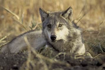 Michigan Wolf Hunters End Season with 23 Harvests