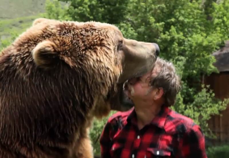 Video: Trainer Lets Grizzly Swallow His Face