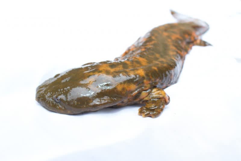 The Plight of the Hellbender: North America’s Largest Salamander