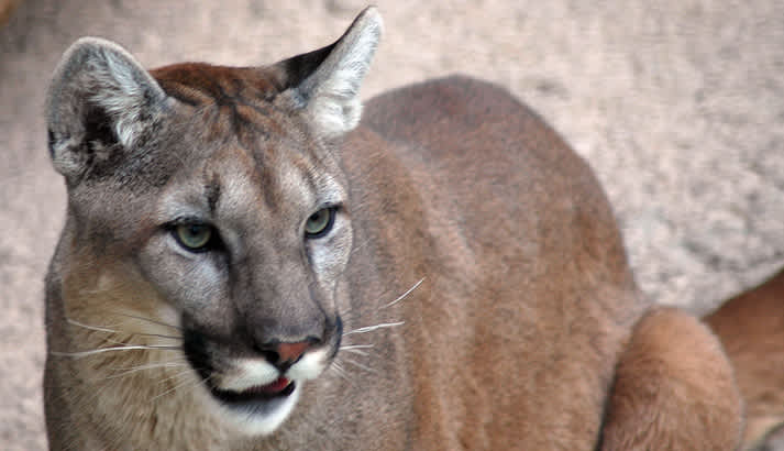 Mountain Lion and Deer Fall on Surprised Snowmobilers