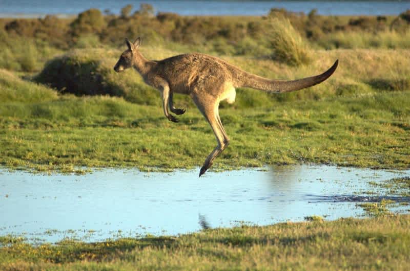 Video: Oklahoma Goose Hunters Interrupted by Kangaroo