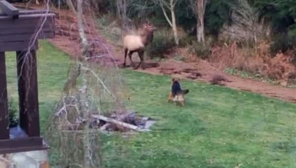 Video: Elk Plays Tag with Dog