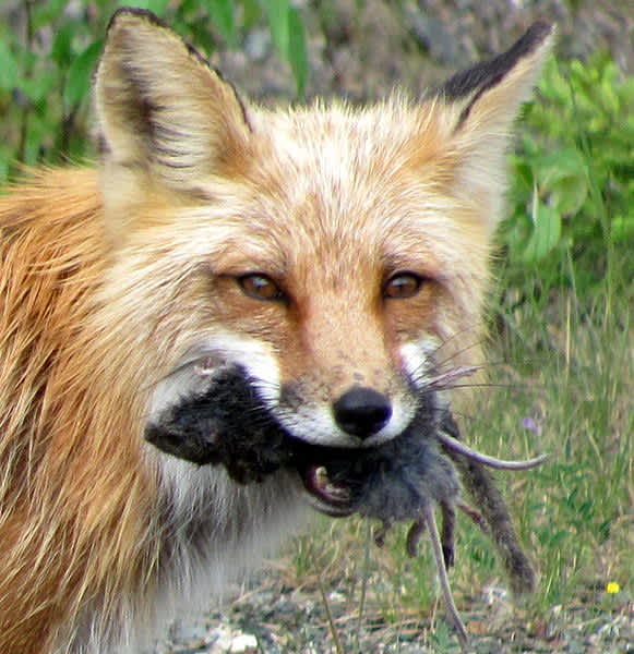 UK Researchers Track Fox Traveling Nearly 200 Miles
