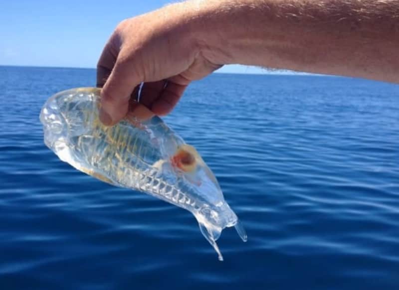 New Zealand Anglers Net Strange Sea Creature
