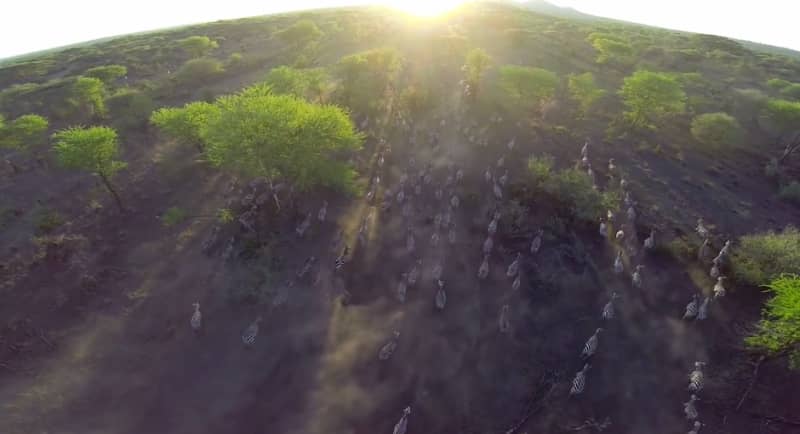 Video: Drone Takes Stunning Aerial Safari of the Serengeti