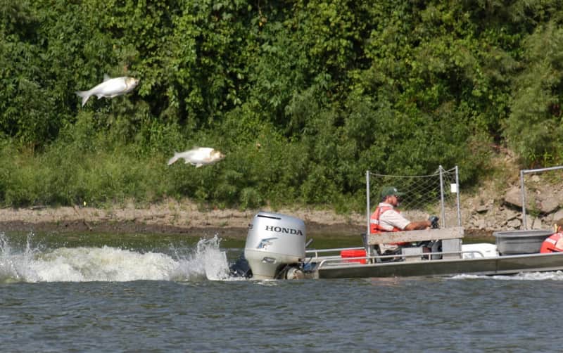 Flying Carp Bowfishing Tournament Scheduled in Illinois