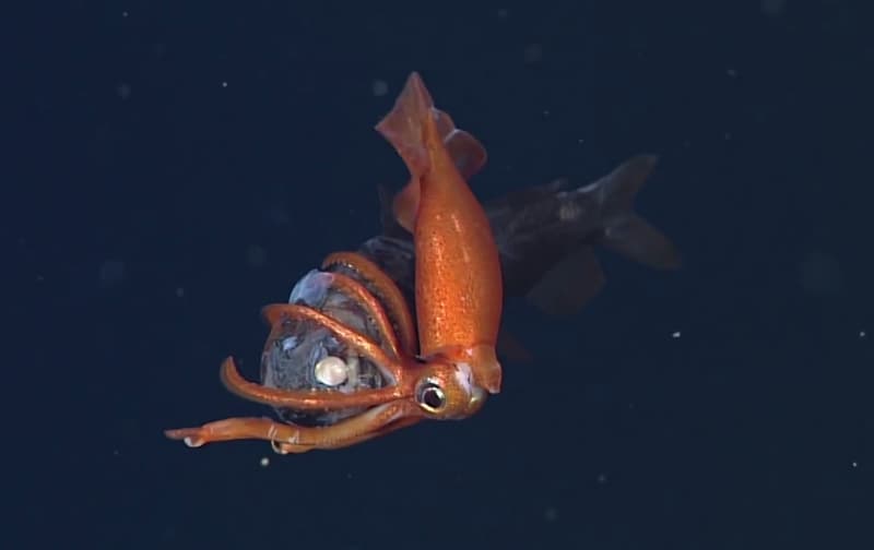 Video: First-ever Video of a Deep Sea Squid Feeding on Fish