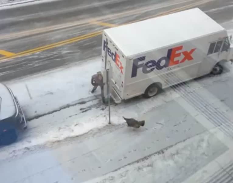 Video: Wild Turkey Harasses UPS Driver