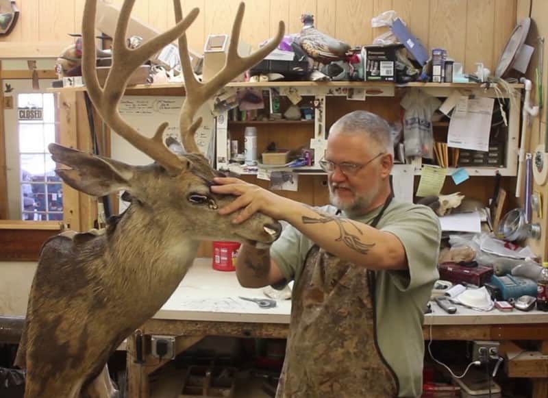 Video: Master Taxidermist Works on Mule Deer from Start to Finish