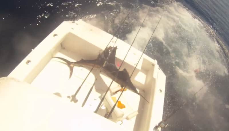Video: Sailfish Jumps in Boat, Anglers Jump Out