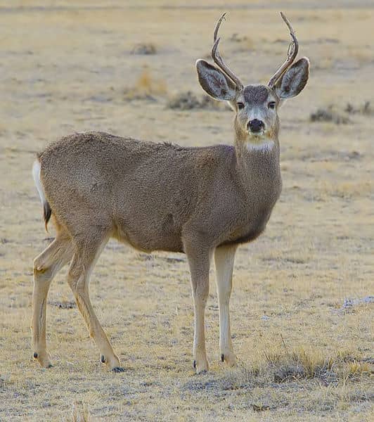 Buck Mule Tag Auctioned for $305,000 in Utah, Raises Funds for Conservation