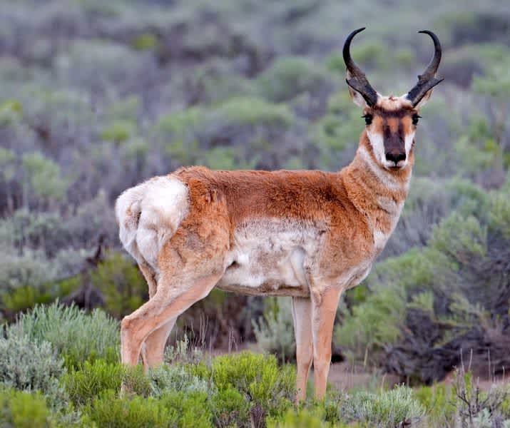 Fifty Pronghorn Missed Chance to Migrate, Endure Winter in Wyoming