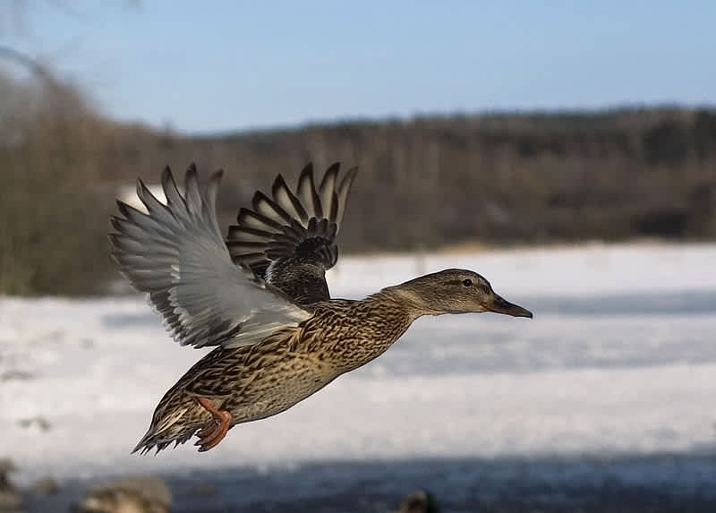 Biologists Puzzled Over Why Anchorage’s Mallard Ducks Shun Migration
