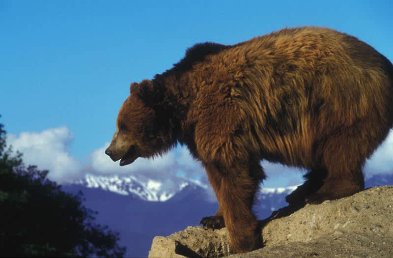 Study: Wildlife Crossings Useful for Bears, Maintain Genetic Diversity