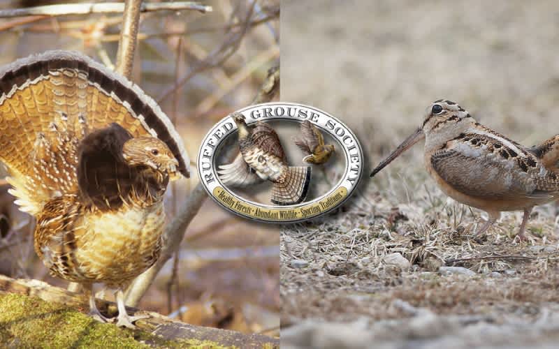 Ruffed Grouse Society Expands Forest Habitat Effort with Creation of the American Woodcock Society