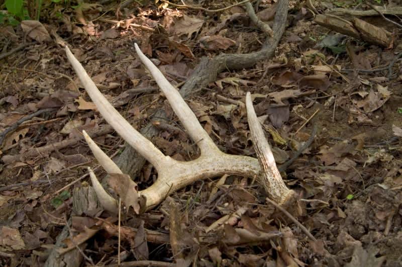 Shed Hunting: A Sport unto Itself