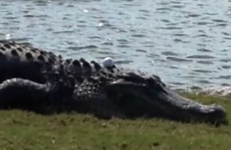 Alligator Provides New Hazard for Florida Golf Course