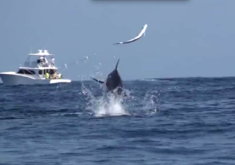 Video: Estimated 600-pound Blue Marlin Ejects Dorado from Water