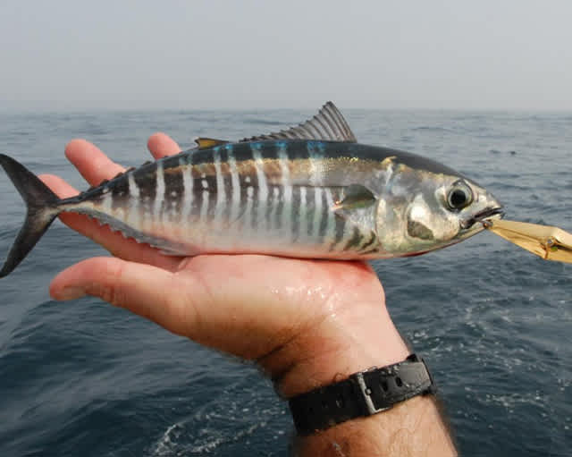 Study: Crude Oil Contamination Can Cause Cardiac Arrest in Young Fish